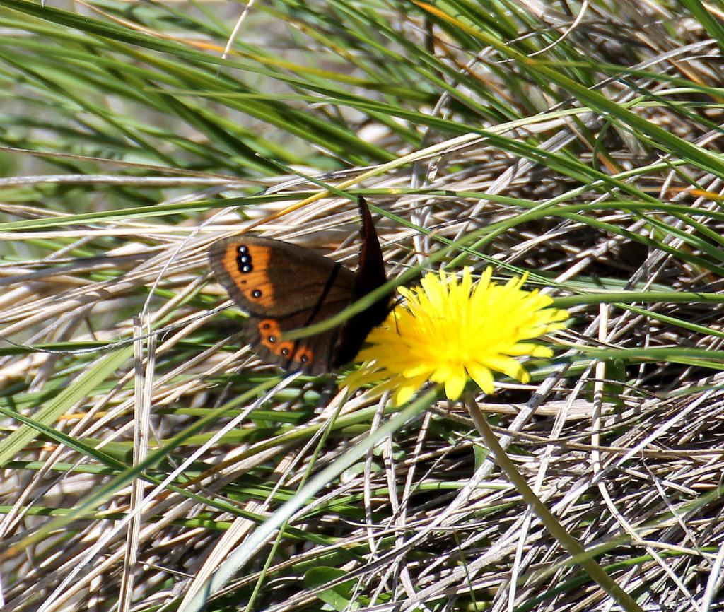 Erebia ligea? No, Erebia triaria - Nymphalidae